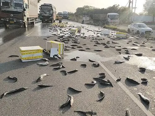 ببینید؛ واژگونی وانت پر از ماهی در بزرگراه