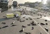 ببینید؛ واژگونی وانت پر از ماهی در بزرگراه