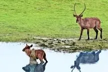 ببینید؛ کل آب‌دوست بی‌رحم رقیبش را دوباره به آرواره‌های تمساح برگرداند!