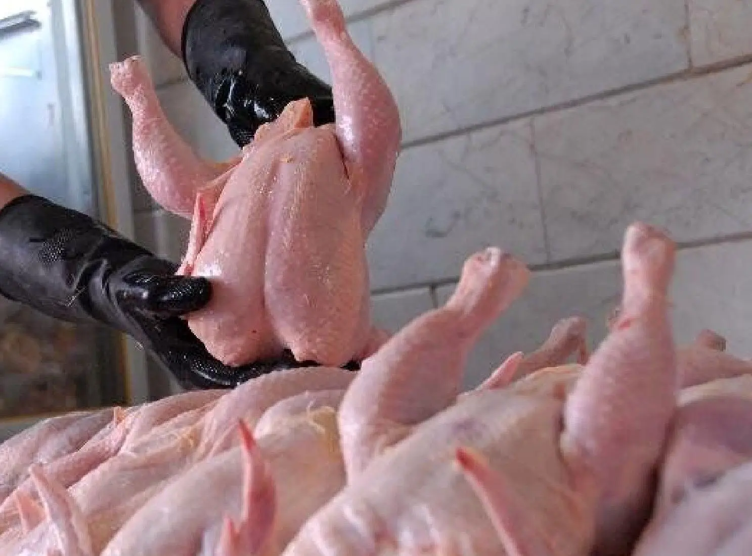 واکنش مرغداران گوشتی به ادعای مرغ تریاکی
