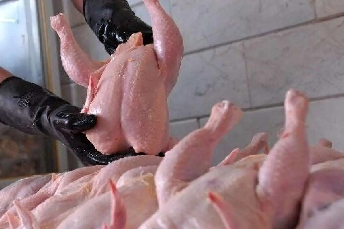 واکنش مرغداران گوشتی به ادعای مرغ تریاکی
