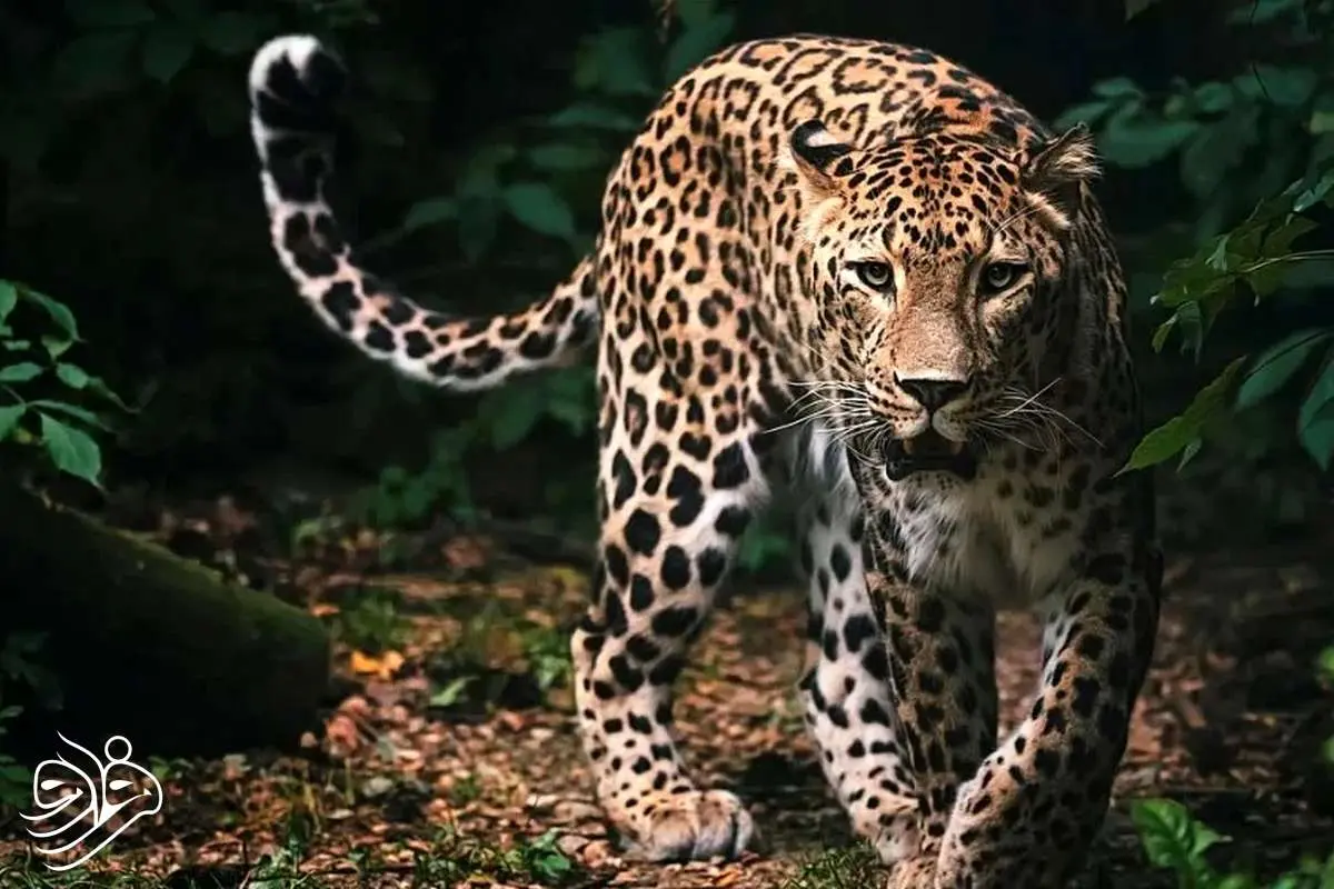 اسرار شکل‌گیری خال‌های پلنگ و خطوط گورخر فاش شد