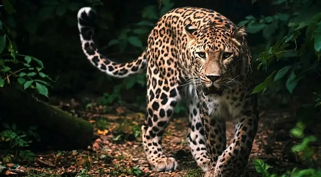 اسرار شکل‌گیری خال‌های پلنگ و خطوط گورخر فاش شد