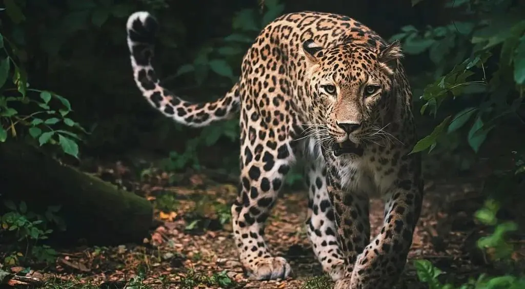 اسرار شکل‌گیری خال‌های پلنگ و خطوط گورخر فاش شد
