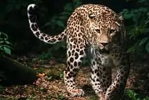 اسرار شکل‌گیری خال‌های پلنگ و خطوط گورخر فاش شد