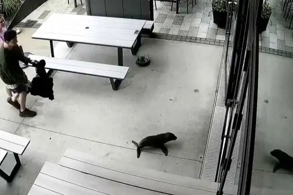 بچه‌ فوک سرگردان با طعمه پیتزا از کافه بیرون کشیده شد