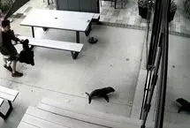 بچه‌ فوک سرگردان با طعمه پیتزا از کافه بیرون کشیده شد