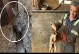 ببینید؛ نجات شگفت‌انگیز یک روباه گرفتار بین صخره‌ها