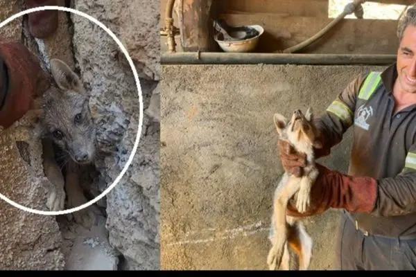 ببینید؛ نجات شگفت‌انگیز یک روباه گرفتار بین صخره‌ها