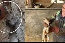 ببینید؛ نجات شگفت‌انگیز یک روباه گرفتار بین صخره‌ها