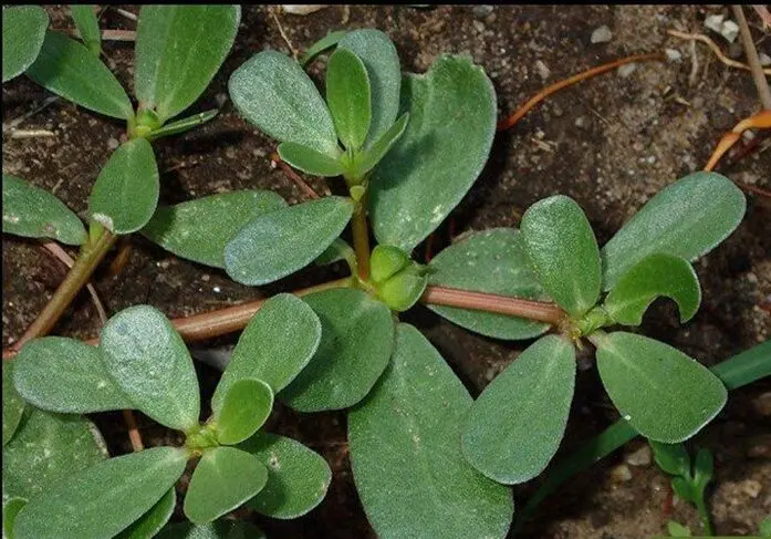 دستور پخت خورش خرفه بدون نیاز به گوشت