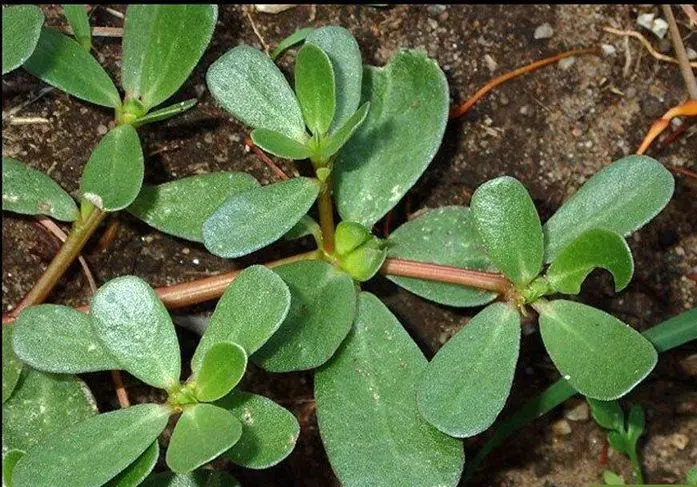 دستور پخت خورش خرفه بدون نیاز به گوشت