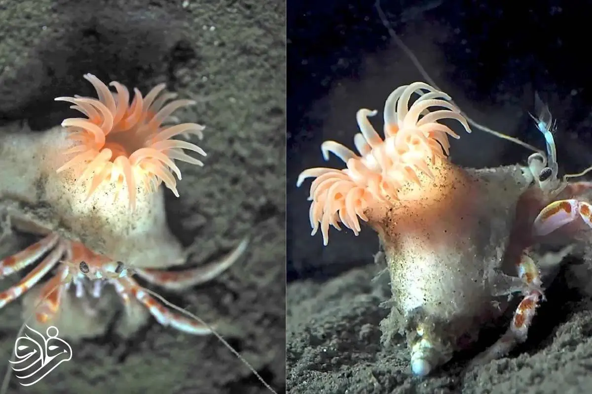 کشف یک شقایق صورتی که روی سر خرچنگ‌ها کلاه می‌گذارد!