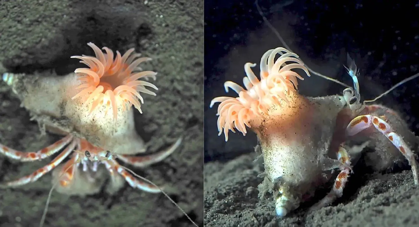 کشف یک شقایق صورتی که روی سر خرچنگ‌ها کلاه می‌گذارد!