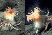 کشف یک شقایق صورتی که روی سر خرچنگ‌ها کلاه می‌گذارد!