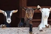 برخورد مرگبار قطار با گله بزها