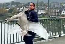 ببینید؛ عملیات نجات قو سرگردان توسط پلیس زن