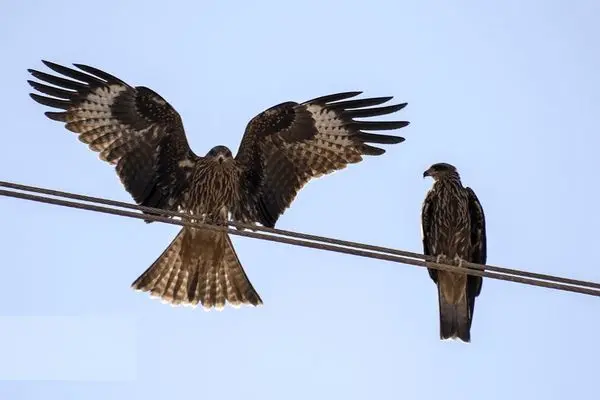 تصاویر؛ حضور کم‌نظیر کورکورهای سیاه در شیراز