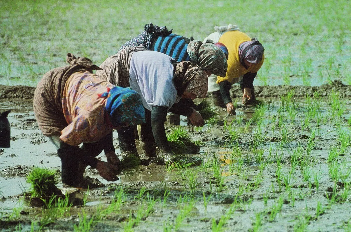  قیمت برنج ایرانی به زیر ۱۰۰ تومان برمی‌گردد؟