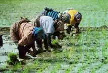  قیمت برنج ایرانی به زیر ۱۰۰ تومان برمی‌گردد؟