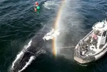 ببینید؛ عملیات شش‌ساعته برای آزادسازی نهنگ گوژپشت