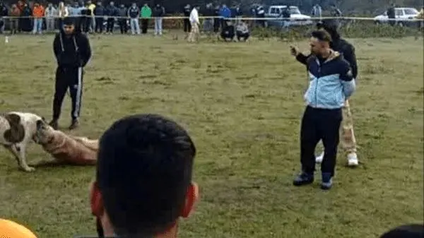 ۴ متهم حیوان‌آزار دستگیر شدند
