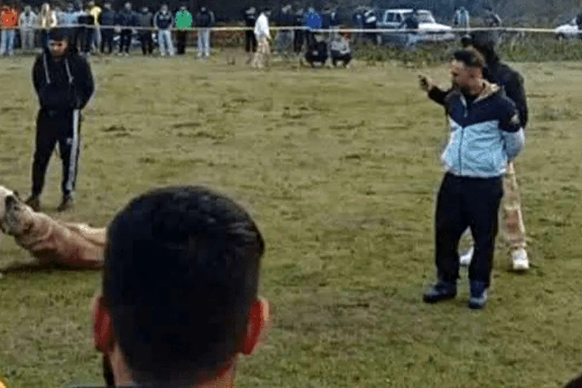 ۴ متهم حیوان‌آزار دستگیر شدند
