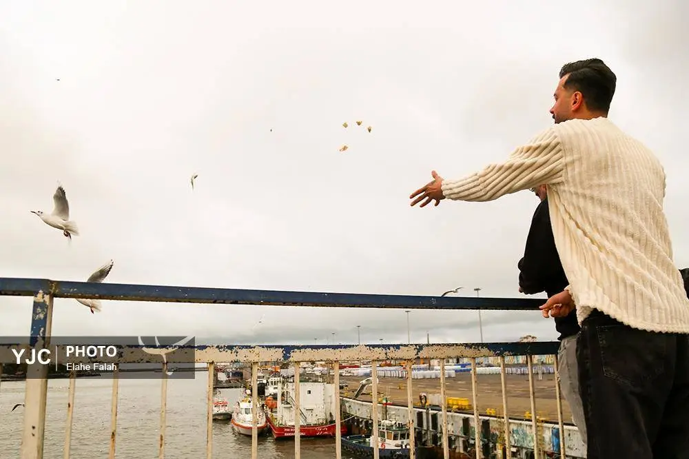 تصاویر؛ کاکایی‌ها؛ تماشایی‌ترین رفت‌وآمد زمستانی انزلی 22