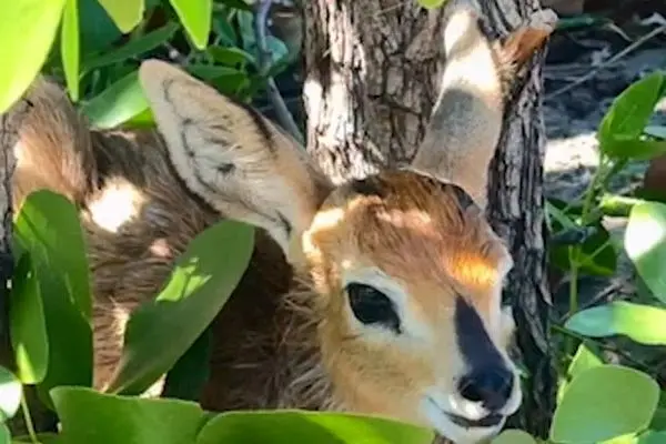 شکار آسان بچه آهوهای پنهان شده توسط پلنگ