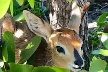 شکار آسان بچه آهوهای پنهان شده توسط پلنگ