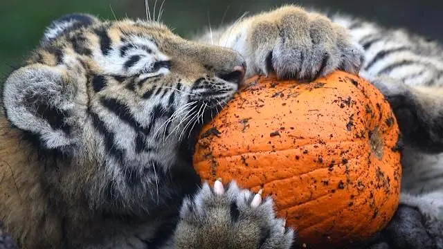 حیوانات باغ‌وحش هالووین را با کدو جشن گرفتند