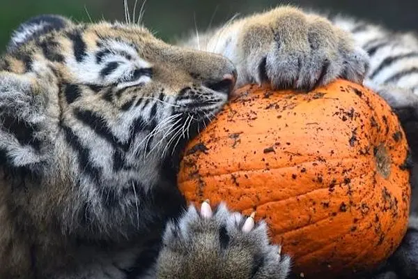 حیوانات باغ‌وحش هالووین را با کدو جشن گرفتند