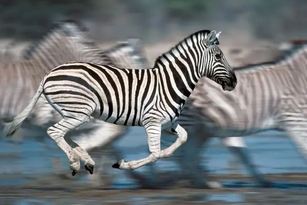 فرار برق‌آسای یک گورخر از چنگ شیر