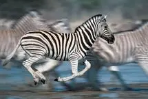 فرار برق‌آسای یک گورخر از چنگ شیر