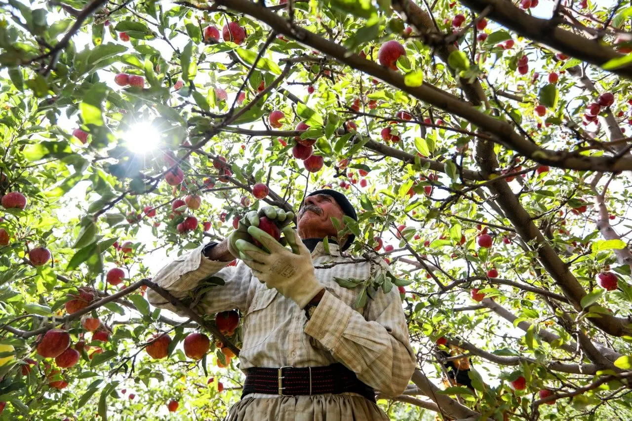 تصاویر؛ طلای سرخ مراغه در فصل برداشت
