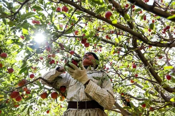 تصاویر؛ طلای سرخ مراغه در فصل برداشت