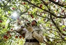 تصاویر؛ طلای سرخ مراغه در فصل برداشت