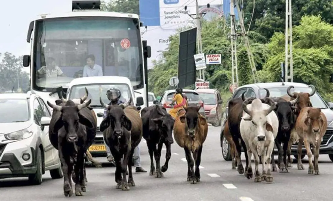 هجوم گاوهای فراری به فروشگاه لوازم خانگی 