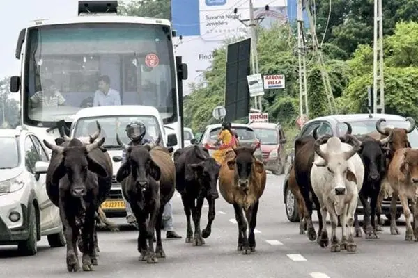 هجوم گاوهای فراری به فروشگاه لوازم خانگی 