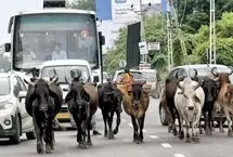 هجوم گاوهای فراری به فروشگاه لوازم خانگی 