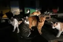 وقتی جزیره عاشقان گربه از عشقش خسته می‌شود