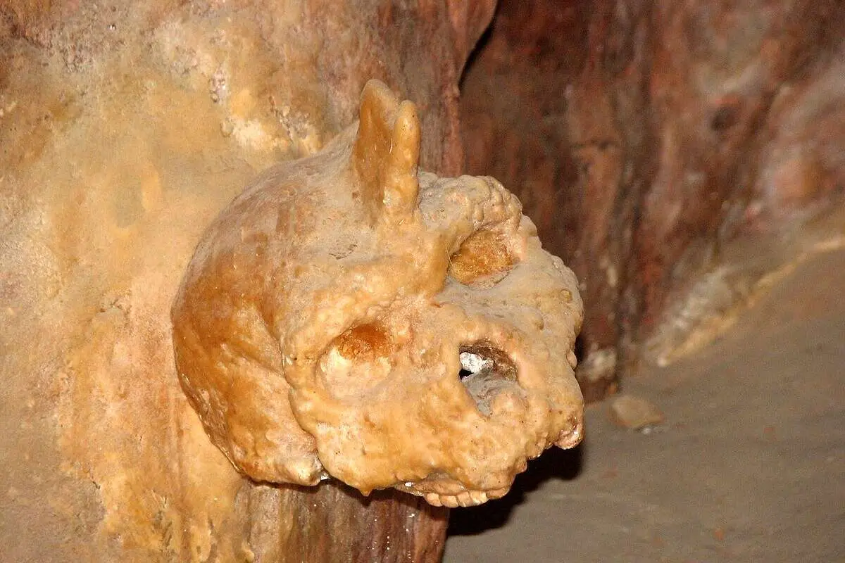 ردپای یک اجداد ناشناخته؛ جمجمهای با ۲۸۶ هزار سال قدمت!