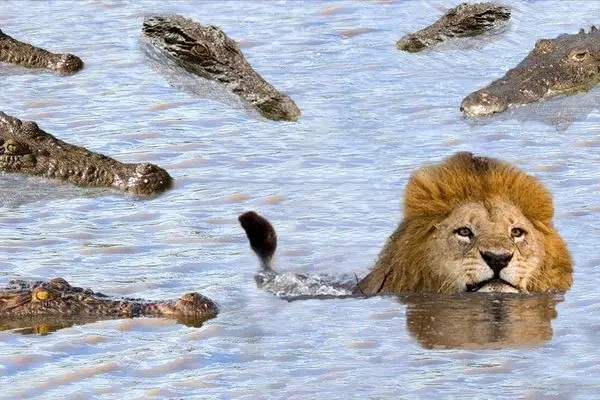 عبور جسورانه شیر از میان قلمرو تمساح‌ها