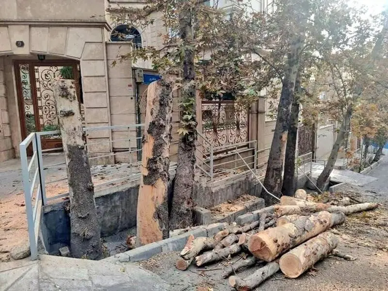 قطع درخت در باغ فردوس تهران