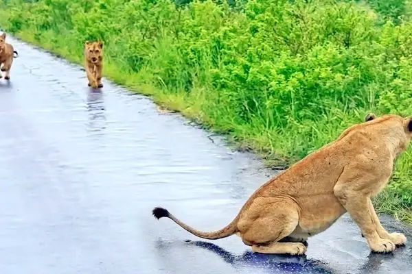 دیدار دوباره شیر مادر و توله‌ها پس از طوفان و سیل