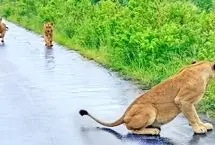 دیدار دوباره شیر مادر و توله‌ها پس از طوفان و سیل