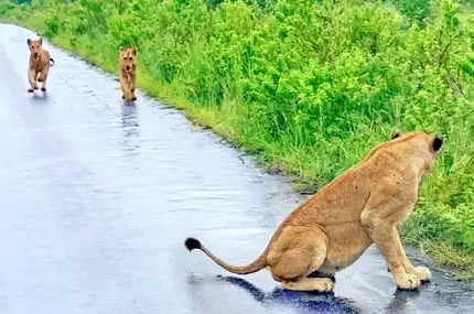 دیدار دوباره شیر مادر و توله‌ها پس از طوفان و سیل