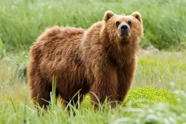خرس‌های سبلان در کمین مناطق مسکونی