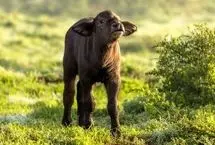 سرنوشت تلخ یک گوساله تنها