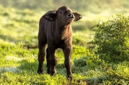 سرنوشت تلخ یک گوساله تنها